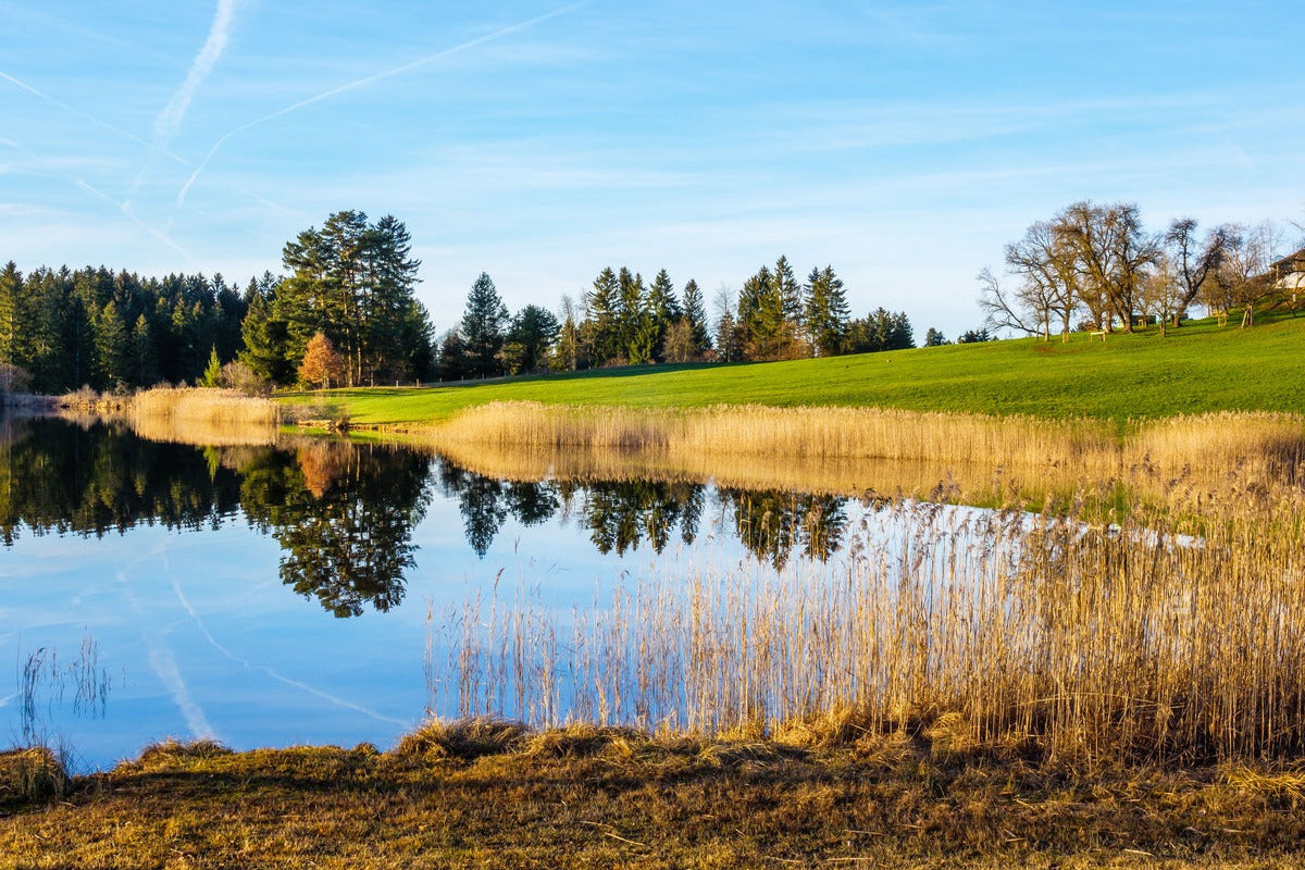 A scenic golf course featuring a calm pond surrounded by lush greenery and a peaceful atmosphere.